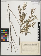 Foto von Salix purpurea L.
